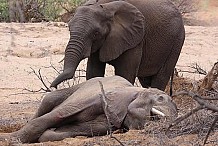 Deux éléphants meurent au cours de leur transfert vers Azagny